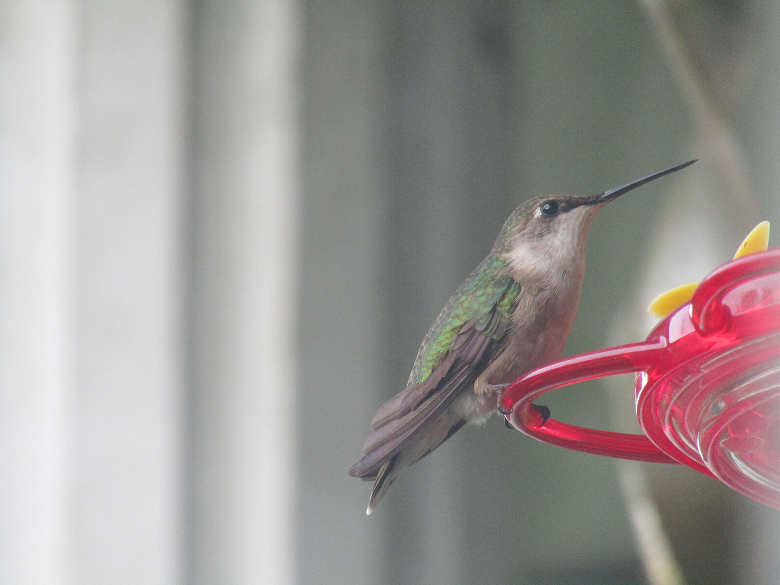 bird column hummingbird.JPG